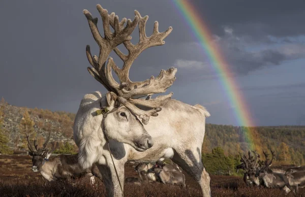 Reindeer and rainbow in Mongolia — Stock Photo, Image