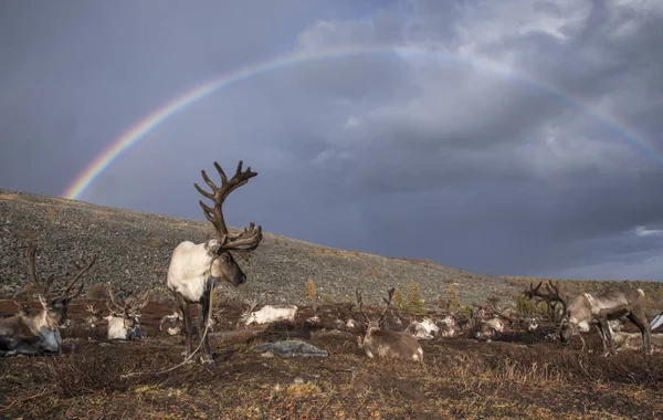 Ren geyiği ve gökkuşağı Moğolistan