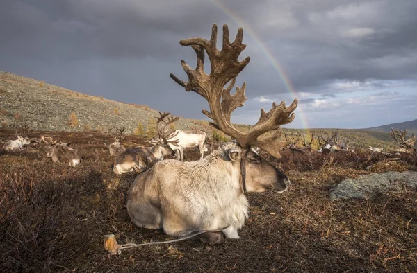 Renne e arcobaleno in Mongolia — Foto Stock