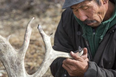man cleaning reindeer horns clipart