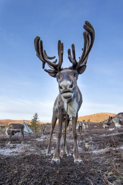 Reinceer in Noord-Mongolië — Stockfoto