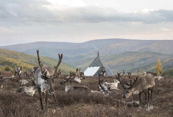 Reinceer nel nord della Mongolia — Foto Stock