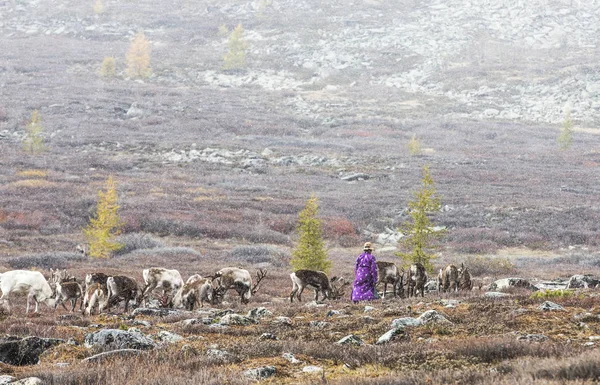 Tsaatan дама со своими оленями — стоковое фото
