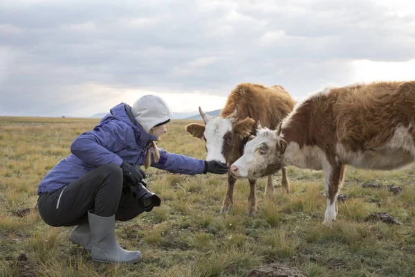 Žena spřátelit s krávy — Stock fotografie