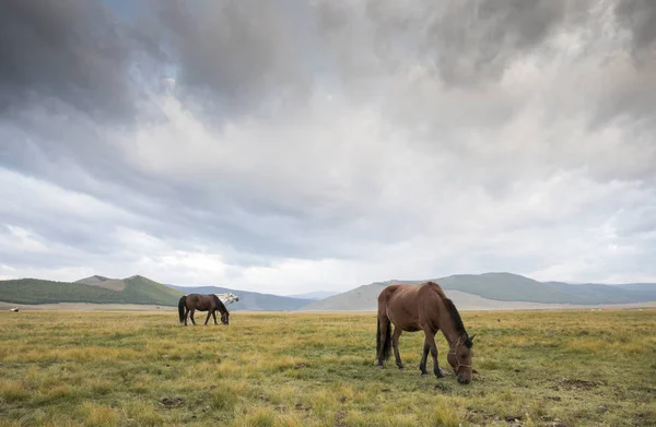 モンゴルの風景の中の馬 — ストック写真