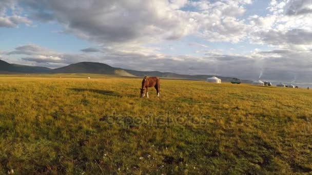 Koń je trawę — Wideo stockowe