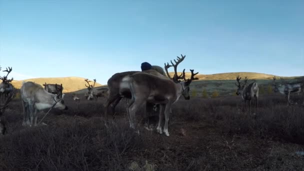 Людина з оленями на луг — стокове відео