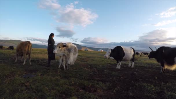 Nomadenfrau mit Kühen — Stockvideo