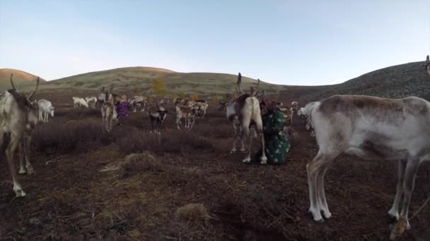 Man with reindeer at meadow — Stock Video