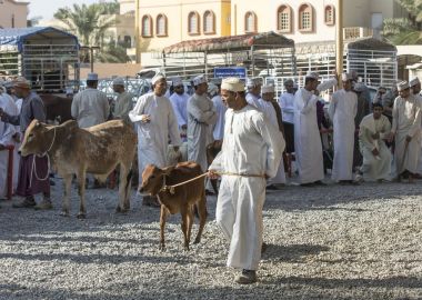 Nizwa, Umman, 10 Kasım 2017: omani insanlar inekler bir keçi pazarda gösterilen 
