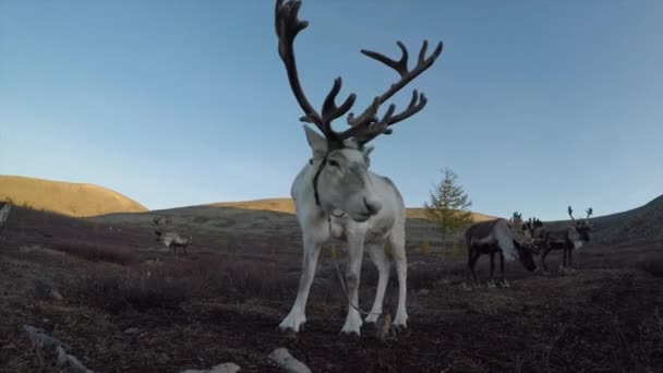 Huvsgul 2017年9月9日 蒙古鹿在镜头前咀嚼 — 图库视频影像