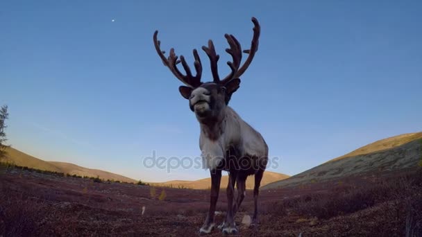 HUVSGUL, MONGOLIE - 9 SEPTEMBRE 2017 : Cerf mongol mâchant devant la caméra  