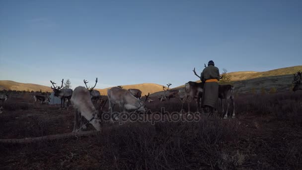 Huvsgul Mongolei September 2017 Mongolischer Mann Weidet Hirsch Herde Auf — Stockvideo