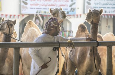 Sinaw, Umman, 30 Kasım 2017: adam dromedary deve ile a kira kontratı inceliyor