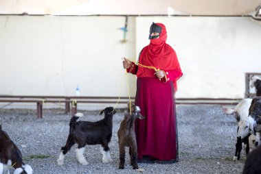 Sinaw, Oman, November 30th, 2017: arabian woman in red paranja with goats clipart
