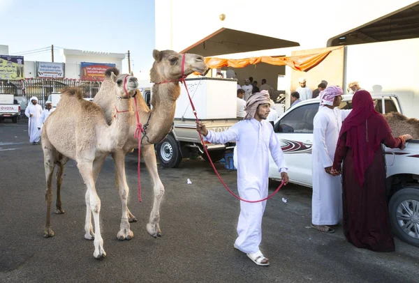 Sinaw Єднані Арабські Емірати Листопада 2017 Bedhouin Мужчину Його Верблюдів — стокове фото