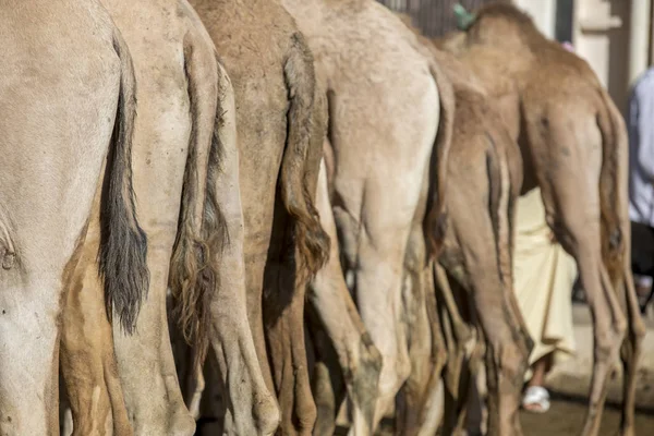 Camelos Mercado Sinaw Esperando Para Ser Vendido Comprado — Fotografia de Stock