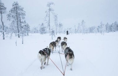 Arkadan görünüş Arctic Finlandiya'da bir kızak çekerek husky köpek