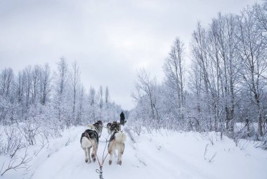Arkadan görünüş Arctic Finlandiya'da bir kızak çekerek husky köpek