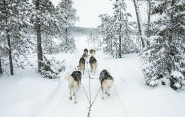Husky köpekleri kızak kutup Finlandiya'da çekerek