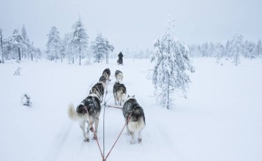 Arkadan görünüş Arctic Finlandiya'da bir kızak çekerek husky köpek
