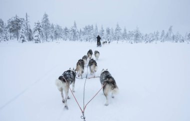 Arkadan görünüş Arctic Finlandiya'da bir kızak çekerek husky köpek