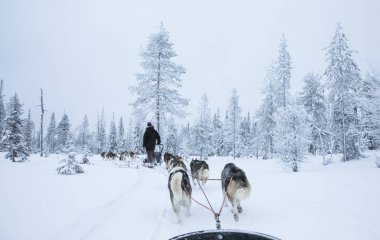 Arkadan görünüş Arctic Finlandiya'da bir kızak çekerek husky köpek