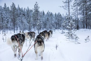 Arkadan görünüş Arctic Finlandiya'da bir kızak çekerek husky köpek