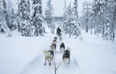 Arkadan görünüş Arctic Finlandiya'da bir kızak çekerek husky köpek