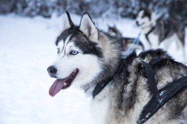 Husky köpekleri Arctic Finlandiya'da bir kızak çekmek hazır