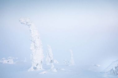 Yalnız donmuş ağaçlar Riisitunturi Milli Park alanında Fin Lapland