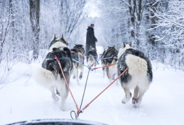 Arkadan görünüş Arctic Finlandiya'da bir kızak çekerek husky köpek