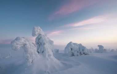 Şafak riisitunturi Milli Parkı'nda, Lapland kışın donmuş ağaçlarda