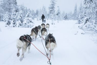 Arkadan görünüş Arctic Finlandiya'da bir kızak çekerek husky köpek