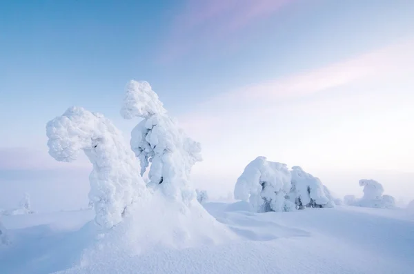Замерзлі Дерева Riisitunturi Лапландії Взимку — стокове фото