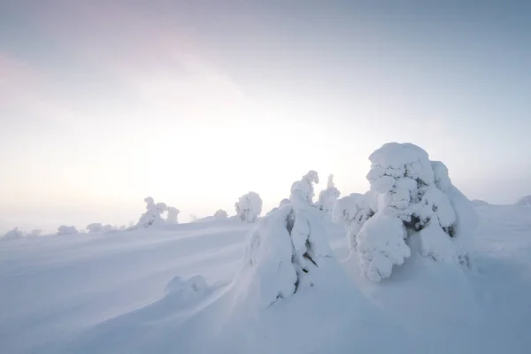 冬季拉普兰 Riisitunturi 的冰冻树木 — 图库照片