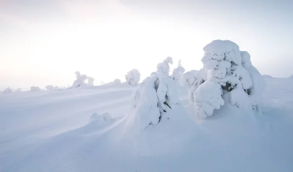Mrożone Drzew Riisitunturi Laponii Zimie — Zdjęcie stockowe
