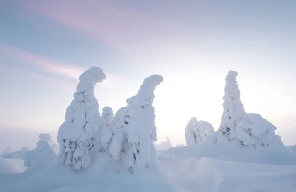 Árvores Congeladas Riisitunturi Lapônia Inverno — Fotografia de Stock