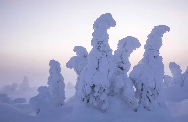 Κατεψυγμένα Δέντρα Riisitunturi Λαπωνία Χειμώνα — Φωτογραφία Αρχείου