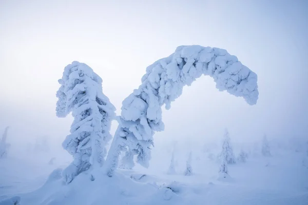 Дузі Від Замерзлі Дерева Riisitunturi Національному Парку Фінської Лапландії — стокове фото
