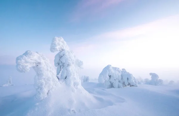Gefrorene Bäume Riisitunturi Lappland Winter — Stockfoto