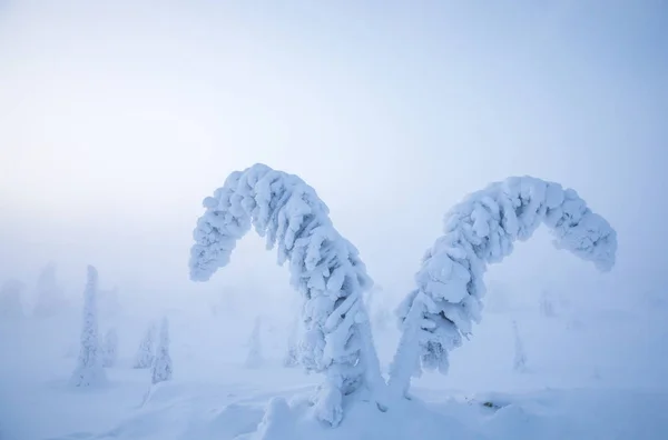 Pohon Beku Taman Nasional Riisitunturi Lapland Finlandia — Stok Foto