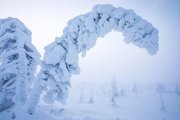 芬兰拉普兰 Riisitunturi 国家公园冰冻树木的近距离观 — 图库照片