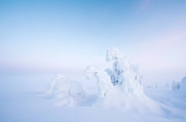 Árvores Congeladas Riisitunturi Lapônia Inverno — Fotografia de Stock