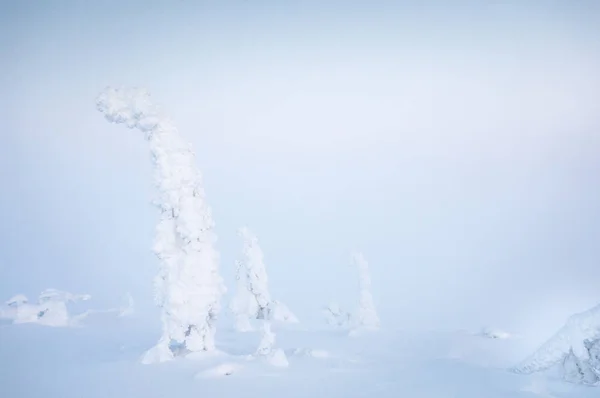 Samotny Mrożone Drzew Parku Narodowego Riisitunturi Fińskiej Laponii — Zdjęcie stockowe