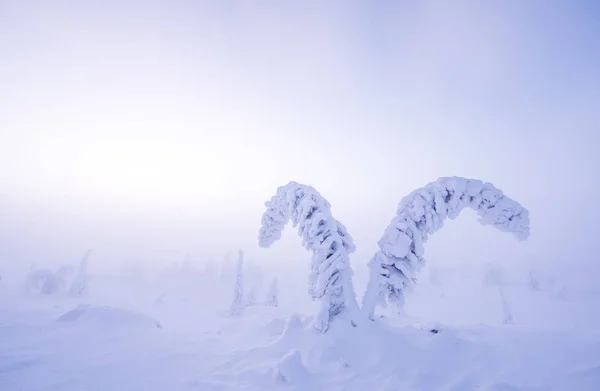 Frozen Trees Riisitunturi National Park Finnish Lapland — Stock Photo, Image