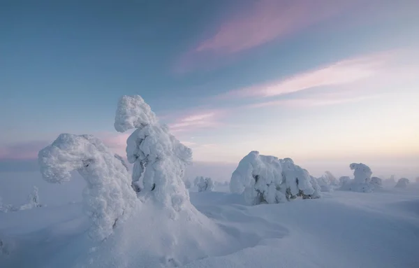 冬季拉普兰 Riisitunturi 国家公园黎明时的冰冻树木 — 图库照片