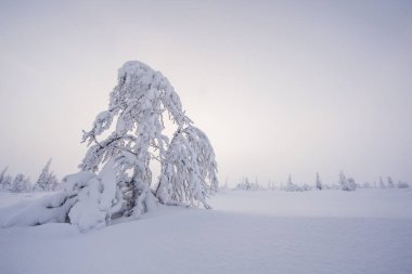 frozen trees in Riisitunturi Park in Finnish Lapland clipart