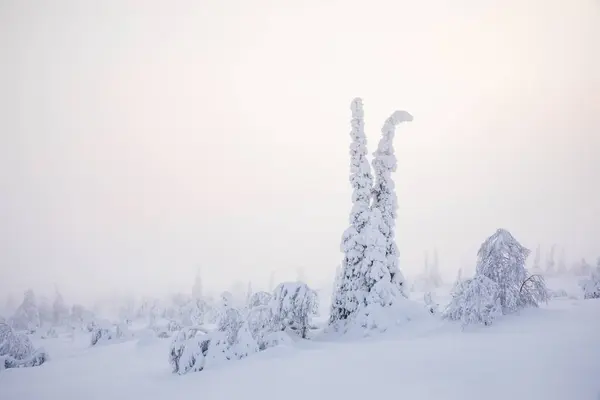 Frozen Trees Riisitunturi Park Finnish Lapland — Stock Photo, Image