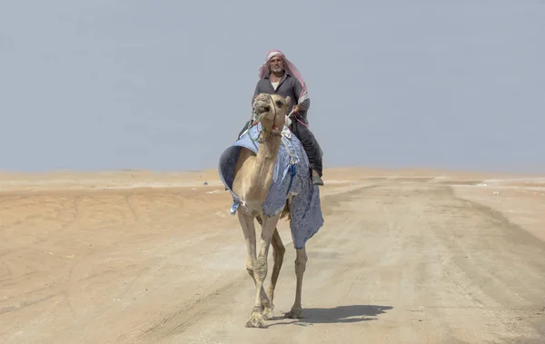 Мадинат Заид Объединенные Арабские Эмираты Декабря 2017 Года Араб Верблюдом — стоковое фото